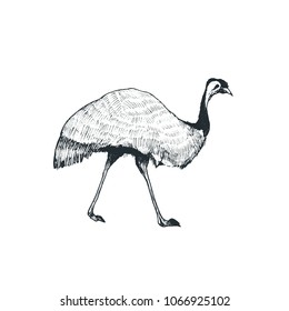 Hand drawn ostrich vector illustration isolated on white background.