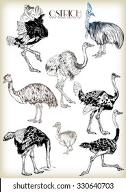 Hand drawn ostrich vector set