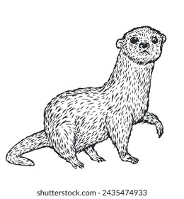 Hand drawn otter in monochrome sketch style. Animal south america isolated on white background. Vector vintage illustration.