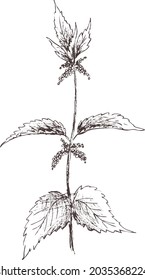 Hand drawn outline abstract vector image. Sprig of nettle silhouette isolated on transparent background. Eps pharmacy herbs. Vintage art print for label, packaging, product design