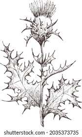 Hand drawn outline abstract vector image. Sprig of milk thistle silhouette isolated on transparent background. eps pharmacy herbs. Vintage art print for label, packaging, product design