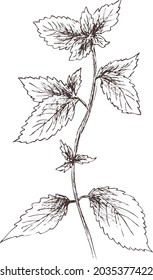 Hand drawn outline abstract vector  image. Sprig of peppermint silhouette isolated on transparent background. Eps pharmacy herbs. Vintage art print for label, packaging, product design