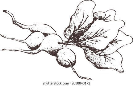 Imagen vectorial abstracta de contorno dibujada a mano. Silhouette de rábano aislada sobre un fondo transparente. Impresión de arte vintage de verduras para etiqueta, embalaje, diseño de productos