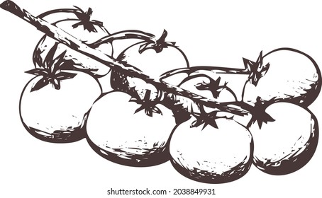 Imagen vectorial abstracta de contorno dibujada a mano. Tomates cerezos sobre una silueta ramificada aislados en un fondo transparente. Impresión de arte vintage de verduras para etiqueta, embalaje, diseño de productos