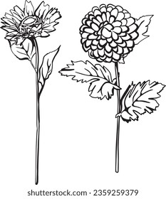 hand drawn outline of beautiful flowers