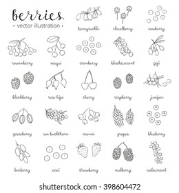 Hand drawn outline berries isolated white background  Strawberry  goji  sea buckthorn  cherry  raspberry  barberry  mulberry  gooseberry  juniper  aronia  rose hips  honeysuckle  cloudberry  maqui 