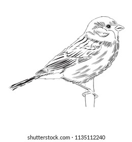 Hand drawn  outline bird isolated on white background, vector format