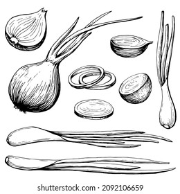 Hand drawn outline black and white illustration of onion collection. Eco-friendly products. Handwritten graphic technique