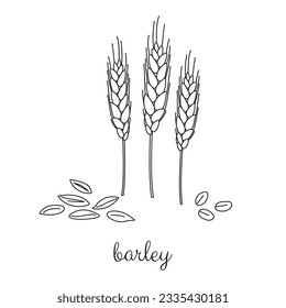 Hand drawn outline cereal barley plant and grains isolated on white background.