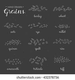 Hand drawn outline cereal grains with names on the blackboard. Barley, wheat, millet, rye, amaranth, teff, triticale, rice, spelt, oats.