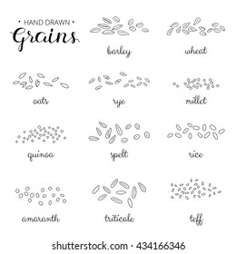 Hand drawn outline cereal grains with names isolated on white background. Barley, wheat, millet, rye, amaranth, teff, triticale, rice, spelt, oats.