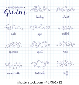 Hand drawn outline cereal grains with names on graph paper background. Barley, wheat, millet, rye, amaranth, teff, triticale, rice, spelt, oats.
