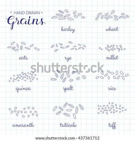hand drawn outline cereal grains names stock vector royalty free graph paper outline