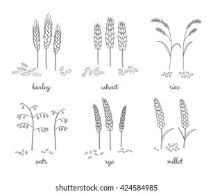 Hand drawn outline cereals and grains isolated on white background. Barley, wheat, rice, oats, rye, millet.