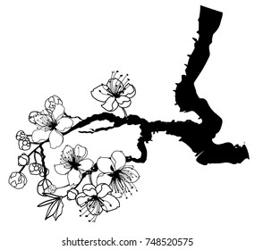 Hand drawn and outline Cherry branches with flowers, sakura vector illustration