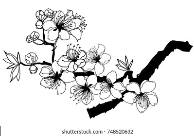 Hand Drawn Outline Cherry Branches Flowers Stock Vector (Royalty Free ...