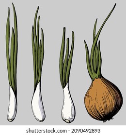 Hand drawn outline color illustration of onion collection. Eco-friendly products. Handwritten graphic technique