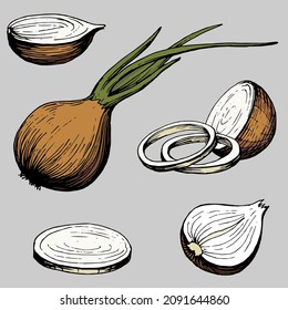 Hand drawn outline color illustration of onion collection. Eco-friendly products. Handwritten graphic technique