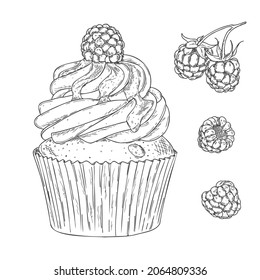 Hand drawn outline cupcake with fresh raspberry isolated on white background. 