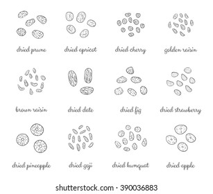 Hand drawn outline detailed sun dried fruits. Healthy nutritive food. Raisin, cherry, strawberry, goji, apricot, prune, apple, pineapple, date, fig, kumquat.