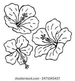 hand drawn outline drawing illustration of hibiscus tropical flower in isolated design element