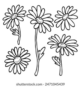 Hand drawn outline drawing illustration set of white daisy flower