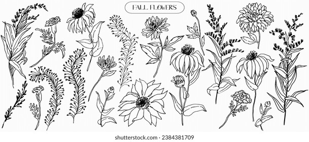 Hand drawn outline fall flowers sketch. Outline subtle, medicinal plant sketch. Echinacea, marigold, solidago Natural, artistic, graphic, contour, engraving design