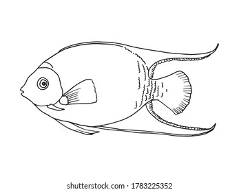 Hand drawn outline of a fish, drawing in Doodle style. Illustration for coloring, tattoo or logo.