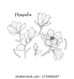 Hand Drawn Outline Floral Element Of  Magnolia Flower With Leave Isolated On White In Vector