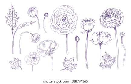 Hand drawn outline floral elements set. Collection with ranunculus flowers.
