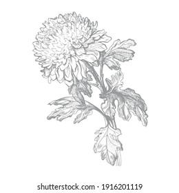 Hand drawn outline hatched sketch of Chrysanthemum flower, leaves and stem isolated on white. Vector monochrome freehand realistic drawing. Design element for floral greeting card, poster, package.