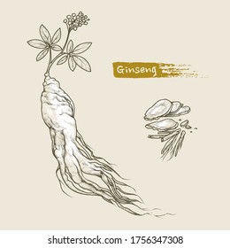 Hand drawn outline illustration of ginseng by retro and vintage style, drawing by engraved dot and line. also 
include dried ginseng slice, root, leaves and berries isolated on a light background.