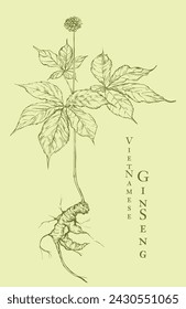 Hand drawn outline illustration of ginseng by vintage style. Vietnamese medical plant botanical sketch. Vector illustration