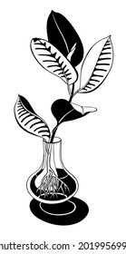 Hand drawn outline illustration of young rooted  Ficus Robusta (rubber plant, ficus elastics, the rubber fig). Vegetative reproduction in water. Black and white vector isolated on white background.