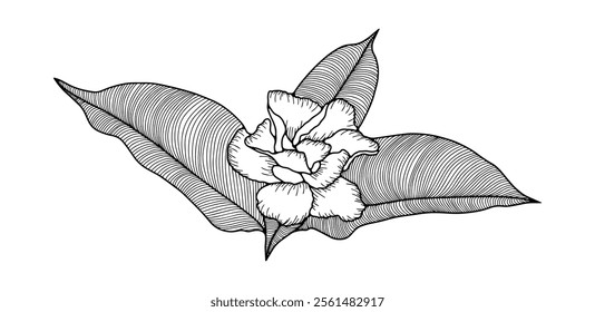 Hand drawn outline jasmine flower with leaves isolated on white background. Vector floral illustration