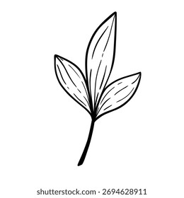 Folha de contorno desenhada à mão. Ilustração decorativa de esboço preto e branco. Elemento botânico vetorial isolado sobre fundo branco