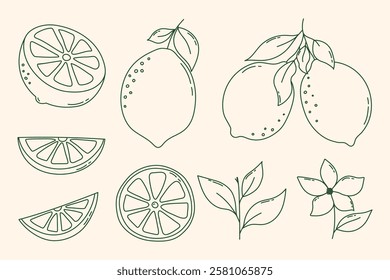 Hand Drawn Outline Lemon Fruits Set. Vector lemons, whole lemon fruits, flower, leaf, lemon slices and half cut lemon, chopped lemons set. Cartoon line art lemons collection for lemonade, juice