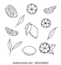 Hand drawn outline lemons set. Citrus vector sketch collection. Hand drawn illustration with fruits.