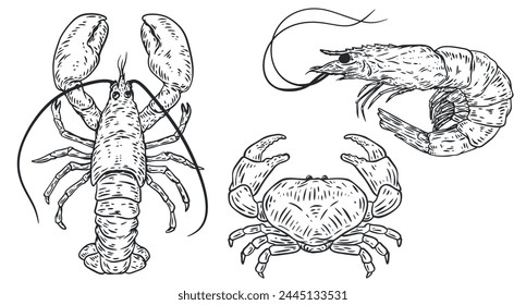 Hand drawn outline lobster, crab and shrimp isolated on white background.  Sea animals in sketch vintage style. Vector retro illustration.