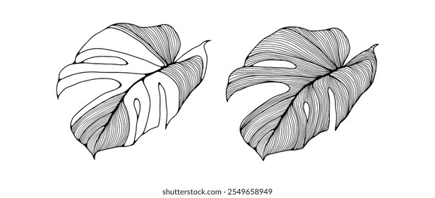 Hand drawn outline of monstera leaves. Tropical leaves isolated on white background