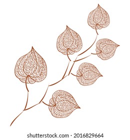 Hand drawn of Outline Physalis branch. Vector background illustration. 