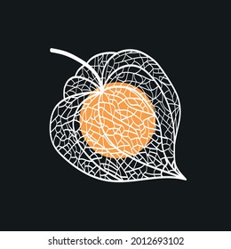 Hand drawn of Outline Physalis fruit. Vector illustration. 