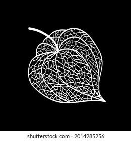 Hand drawn of Outline Physalis fruit. Vector illustration. 