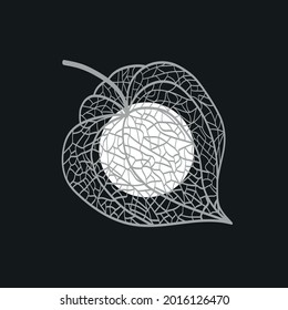 Hand drawn of Outline Physalis fruit. Vector illustration. 