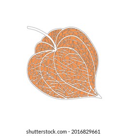 Hand drawn of Outline Physalis fruit. Vector background illustration. 
