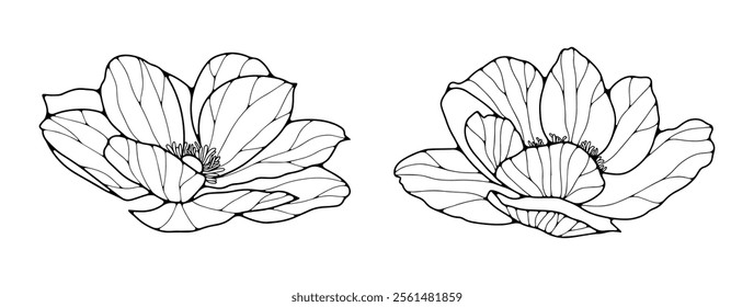 Hand drawn outline of poppy anemone flower isolated on white background. Floral vector illustration