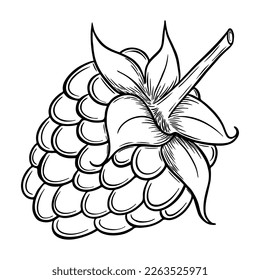 Frambuesa dibujada a mano aislada sobre fondo blanco. Ilustración vectorial.