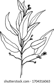 Esbozo dibujado a mano de la rama de árbol. Rama con hojas. Dibujo botánico dibujado a mano en estilo boceto. aislado en un fondo blanco