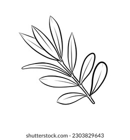 Hand Drawn Outline Style Olive Branch Isolated on White Background. Nature Concept Olive Leaves. Organic Plant Drawing Isolated on White Background.