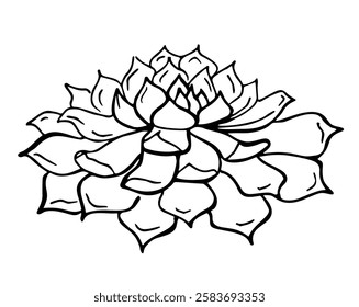 Hand drawn outline succulent isolated on a white background. Echeveria. Cactus in doodle style. Flowers in the desert. Vector illustration. Perfect for coloring book, greeting card, print.